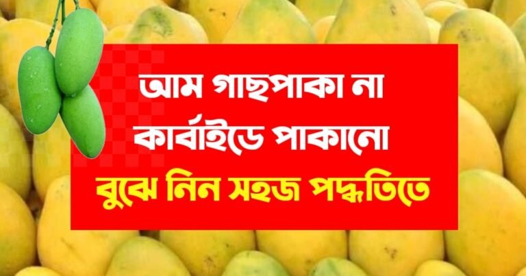 Know whether mangoes are ripe on the tree or in the carbide (আম গাছপাকা না কার্বাইডে পাকানো বুঝে নিন সহজ পদ্ধতিতে)